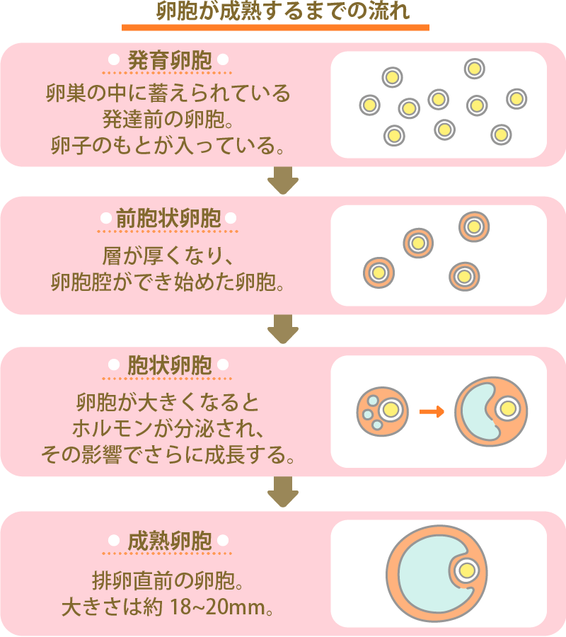 AMH検査とは？わかることや費用、検査を受けるメリットを解説 | にしたんARTクリニック