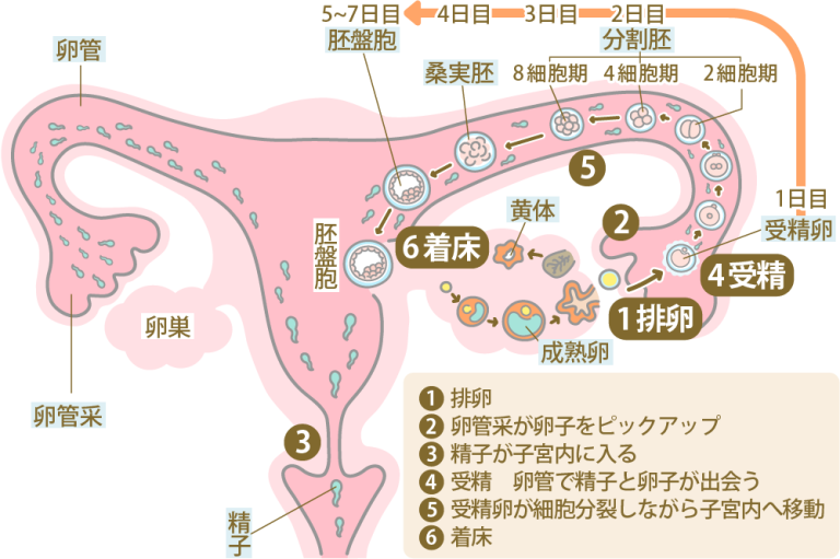 胚盤胞移植で着床率を上げるには?妊娠の確率を高める方法を解説 | にしたんARTクリニック