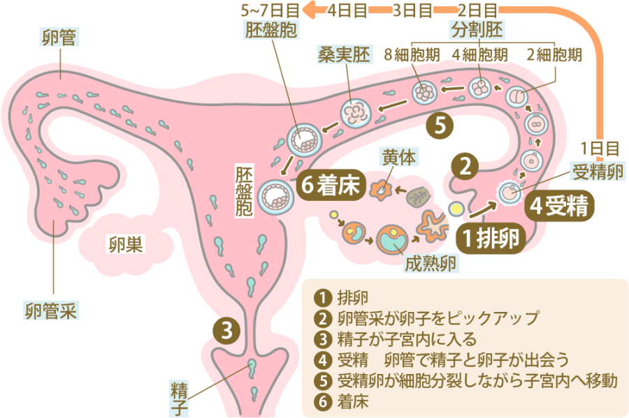 胚盤胞移植で着床率を上げるには?妊娠の確率を高める方法を解説 | にし 