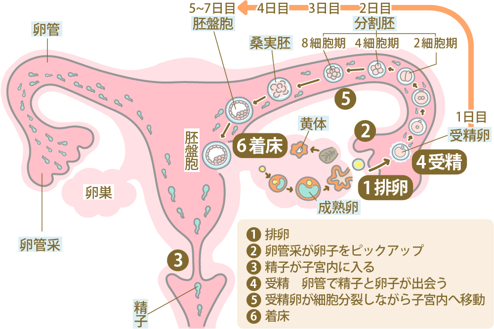 着床完了にサインはある?着床出血など着床時の症状を解説 | にしたんARTクリニック