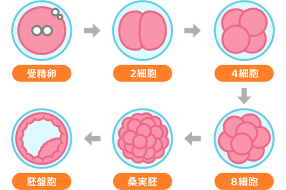【図解でわかる】初めての体外受精(IVF)|対象の人や流れを詳しく解説 | にしたんARTクリニック