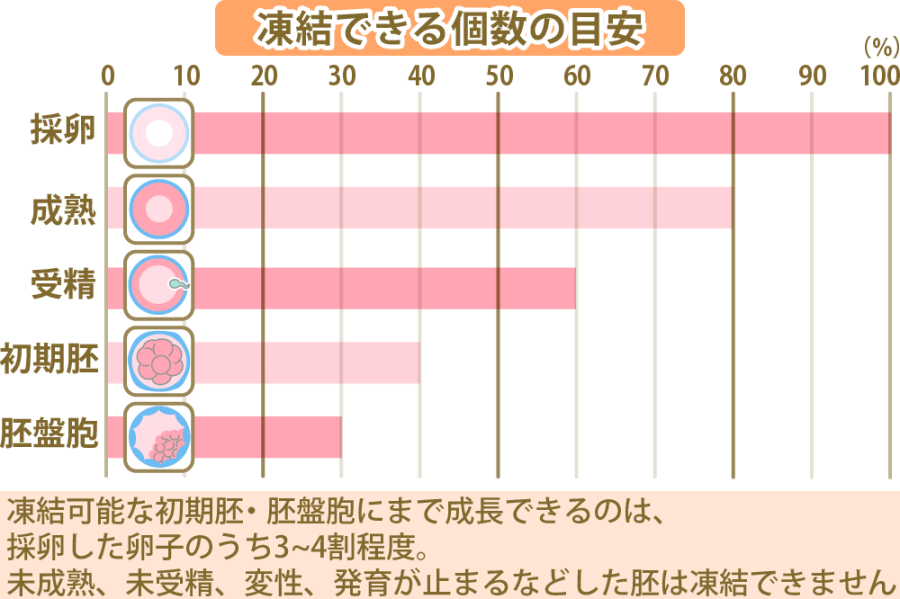 胚盤胞移植で着床率を上げるには?妊娠の確率を高める方法を解説 | にし 