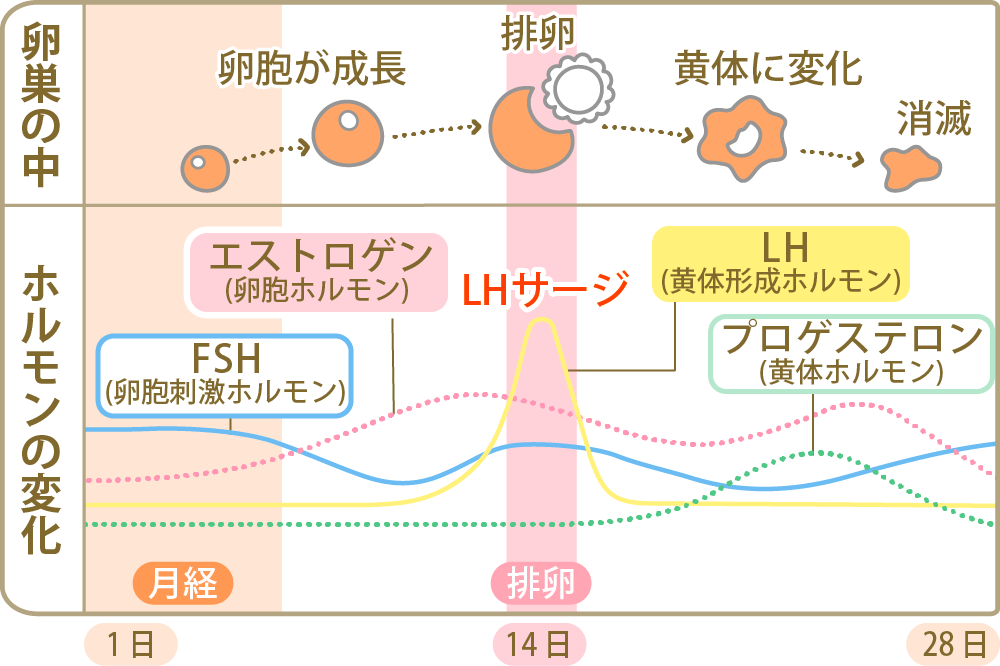  LHサージはどれくらい続きますか？
