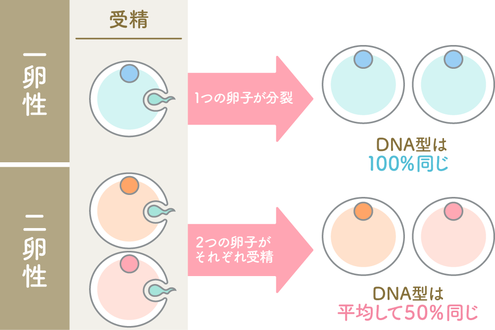 【胚培養士監修】不妊治療で多胎妊娠が増える理由を知りたい