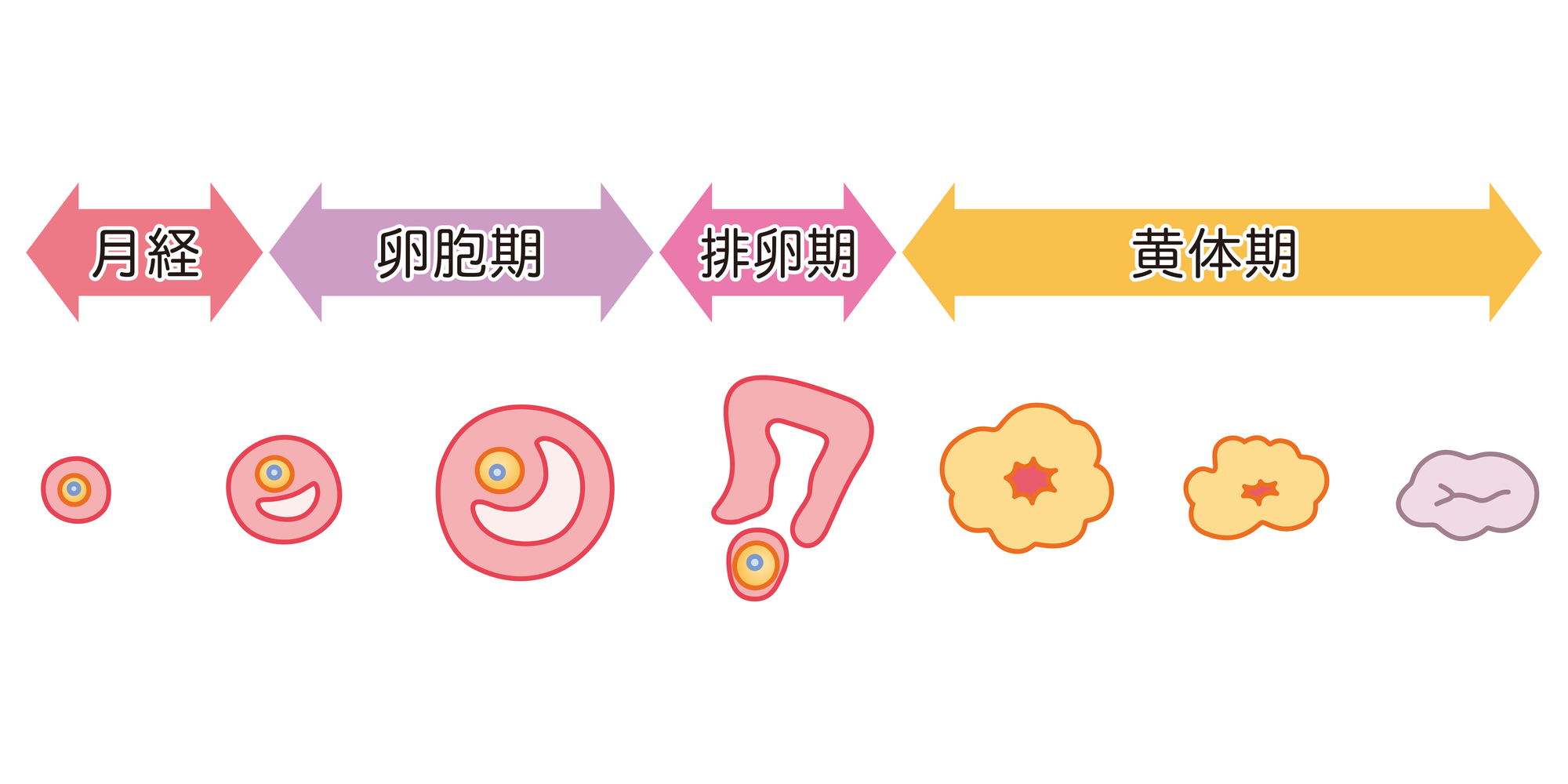 卵胞が育たないのはなぜ？原因と良質の卵胞を育てる方法を解説